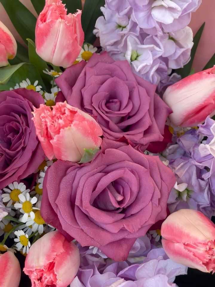 Rose viola, tulipani rosa e violaciocche